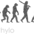 Phylo