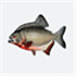 Piranhas