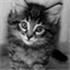 placekitten