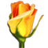 Rosegarden