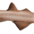 Sawfish