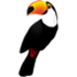 Toucan