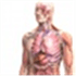 Zygote Body