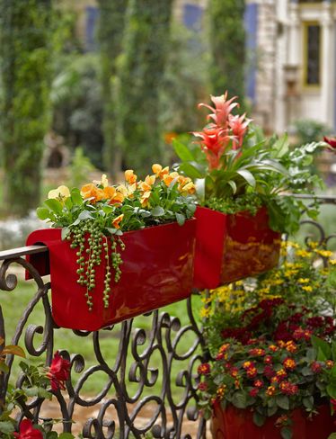 Balkon Bahçeciliği İçin En İyi 10 Bitki