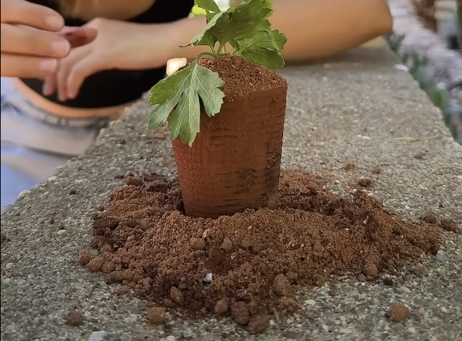 Ev Bitkilerinde Doğru Saksı ve Toprak Seçimi