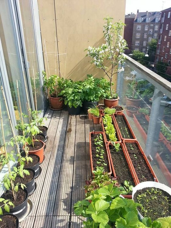 Balkon Bahçeciliğinde En Çok Yapılan Hatalar ve Çözümleri